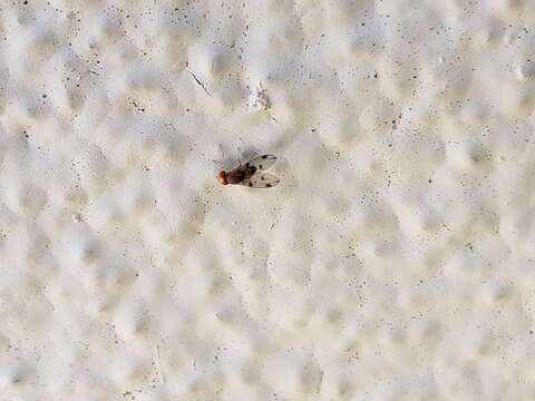 Image of Pomace fly