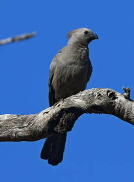 Image of Corythaixoides concolor concolor (Smith & A 1833)