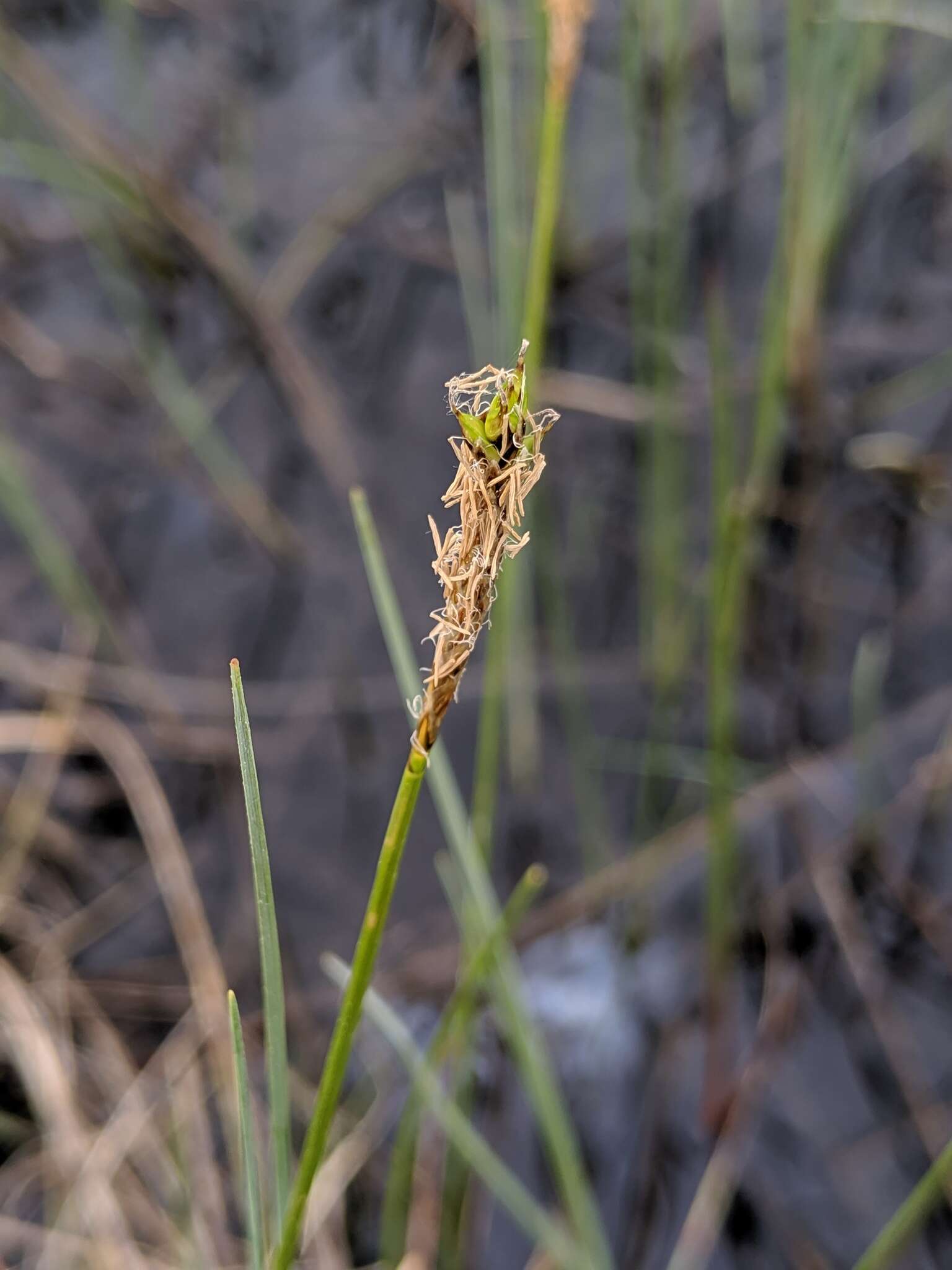 Image of Coastal sedge