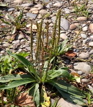 Image of Plantago depressa Willd.