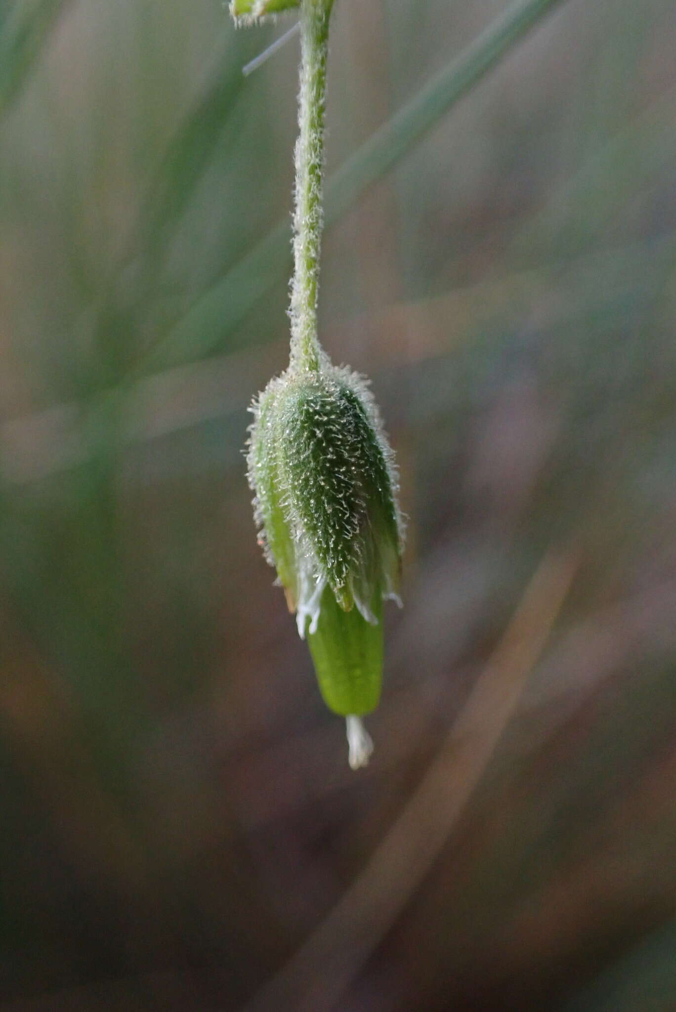 Cerastium mollissimum Poir. resmi