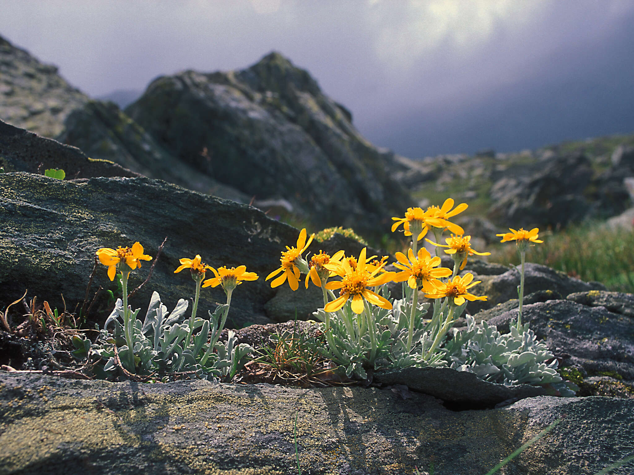 Imagem de Jacobaea uniflora (All.) Veldkamp