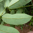 Image of <i>Afzelia parviflora</i>