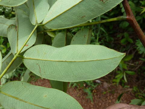 Plancia ëd Afzelieae