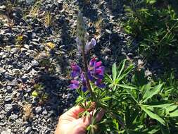 Image of Nootka Lupine