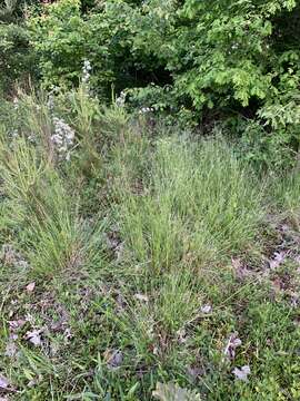 Image de Danthonia sericea Nutt.