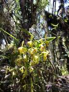 Image of Epidendrum erosum Ames & C. Schweinf.