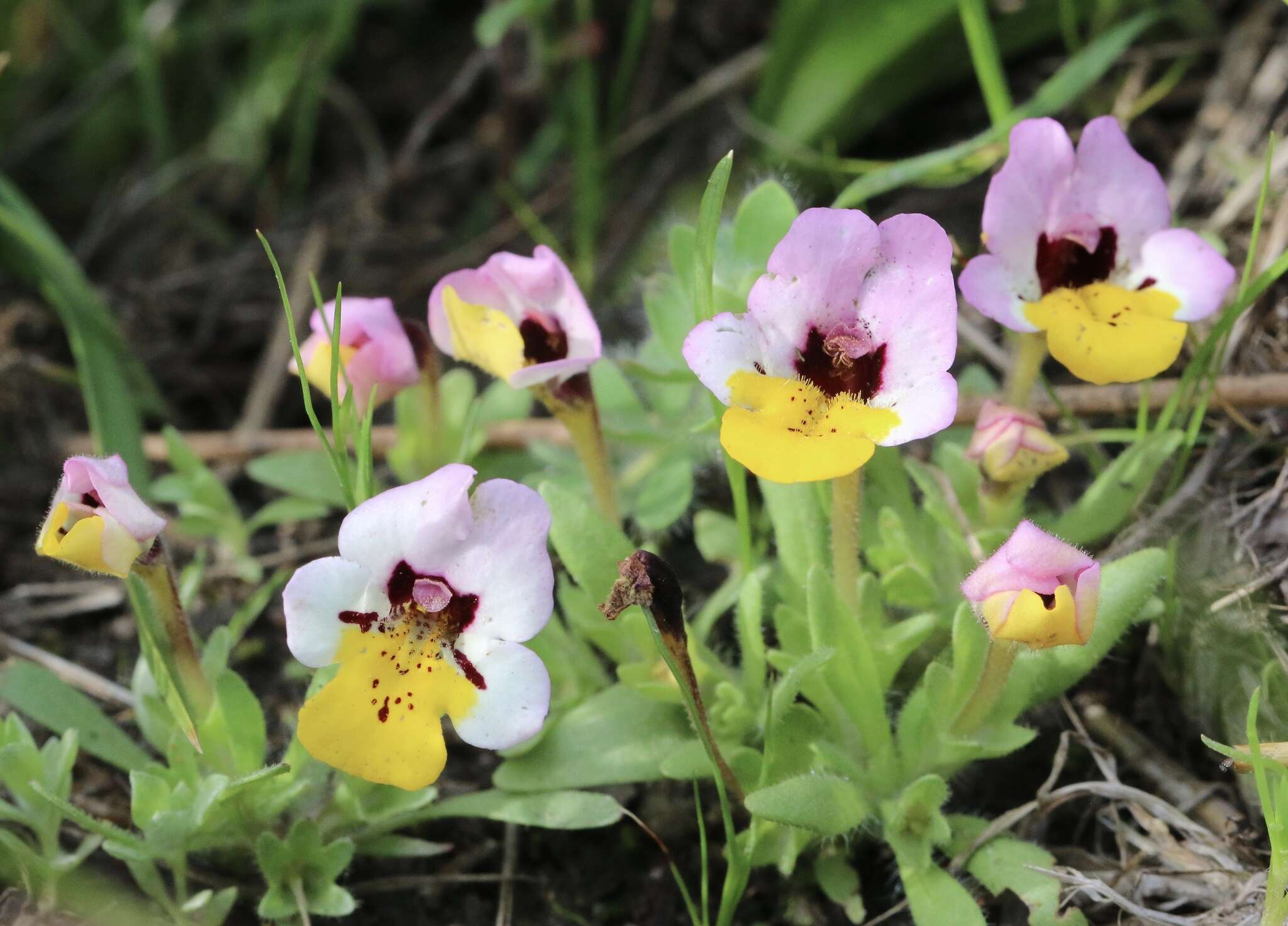 Image of Yellow-Lip Pansy Monkey-Flower