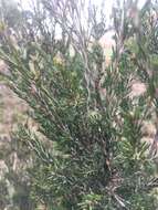 Sivun Melaleuca ericifolia Sm. kuva