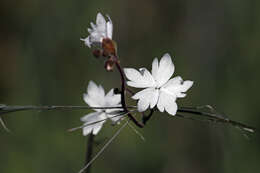 Image of San Francisco woodland-star