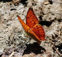 Imagem de Cirrochroa aoris Doubleday (1847)