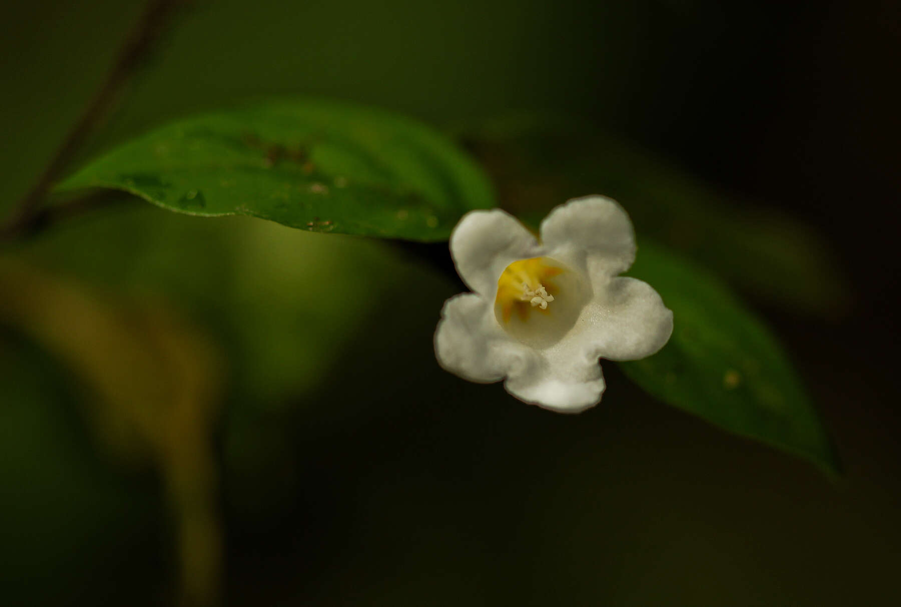 Image of Mostuea batesii Baker