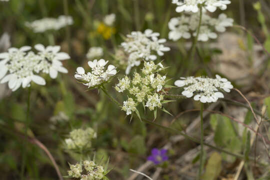 Image of Aegean Hartwort