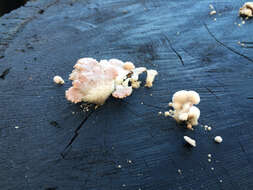 Image of Schizophyllum