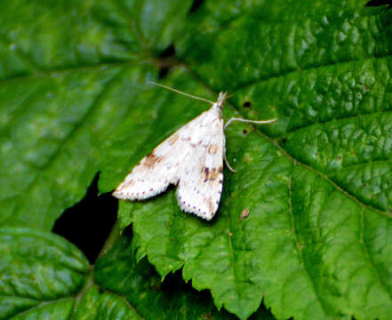 Image of Washington Udea Moth