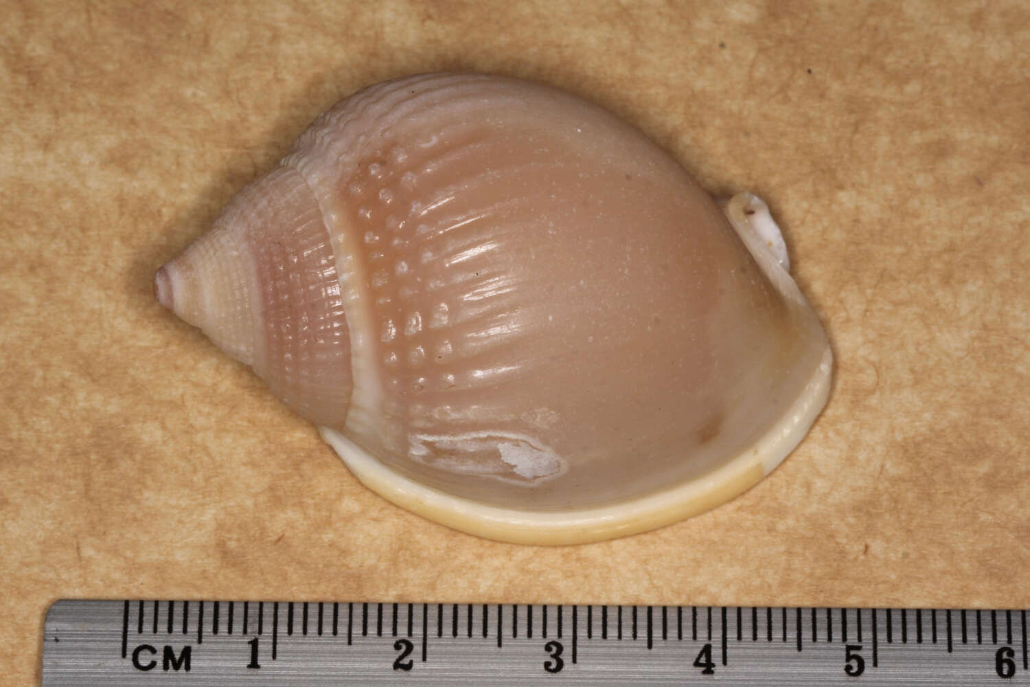 Image of Semicassis semigranosa (Lamarck 1822)