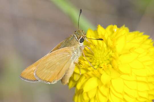 Image of Meske's Skipper