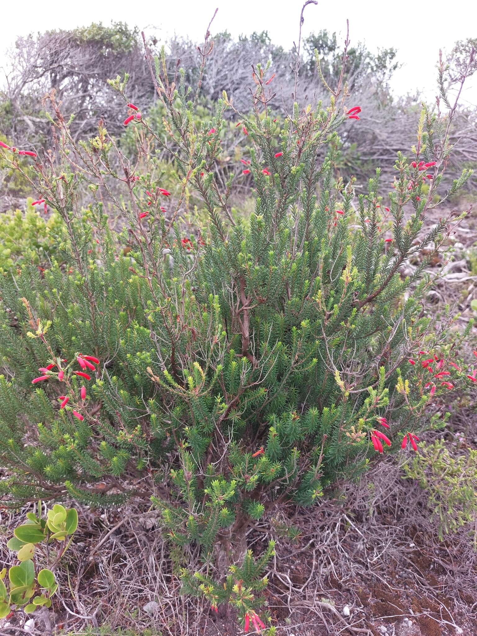 Imagem de Erica chloroloma Lindl.