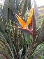 Image of Bird of paradise plant