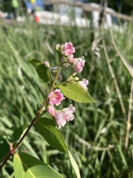 Image of Apocynum androsaemifolium subsp. androsaemifolium