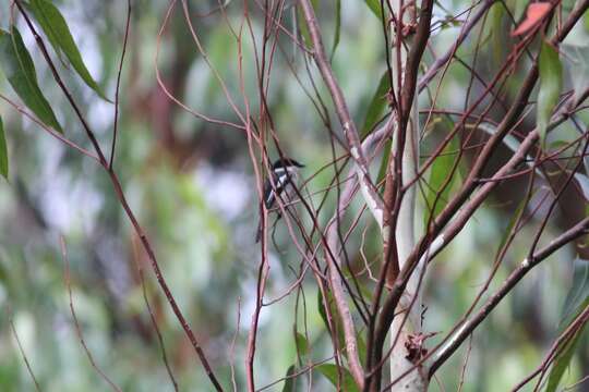 Image of Flycatcher-shrike