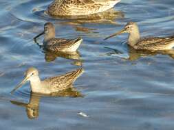 Image of Dowitcher