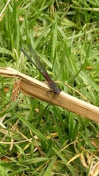 Image of Canyon Rubyspot