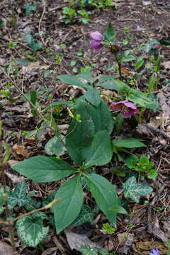 Image of Helleborus × hybridus H. Vilm.