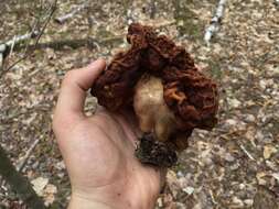 Gyromitra venenata Hai J. Li, Z. H. Chen & Zhu L. Yang resmi