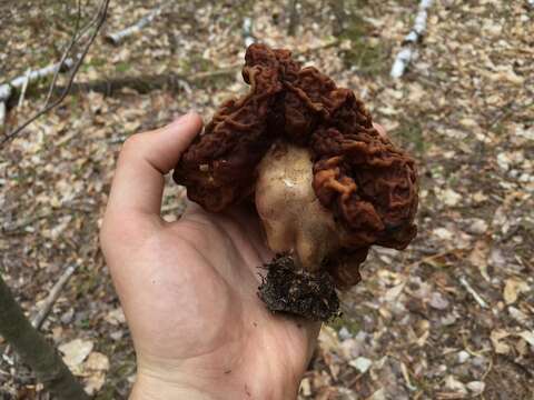 Imagem de Gyromitra venenata Hai J. Li, Z. H. Chen & Zhu L. Yang