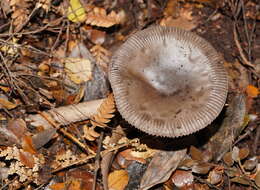 Image of Amanita cheelii P. M. Kirk 2013