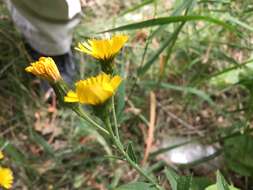 Image of hawkweed