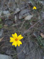 Image of Tagetes stenophylla Robinson