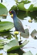 Image of American Purple Gallinule