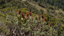 Image of mountain neinei