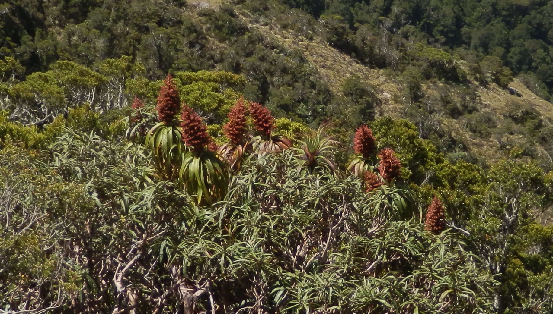 Image of mountain neinei