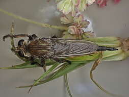 صورة Promachus dimidiatus Curran 1927