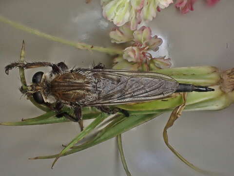 صورة Promachus dimidiatus Curran 1927