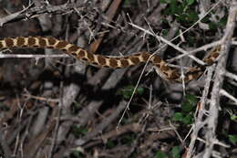 Sivun Madagascarophis ocellatus Domergue 1987 kuva