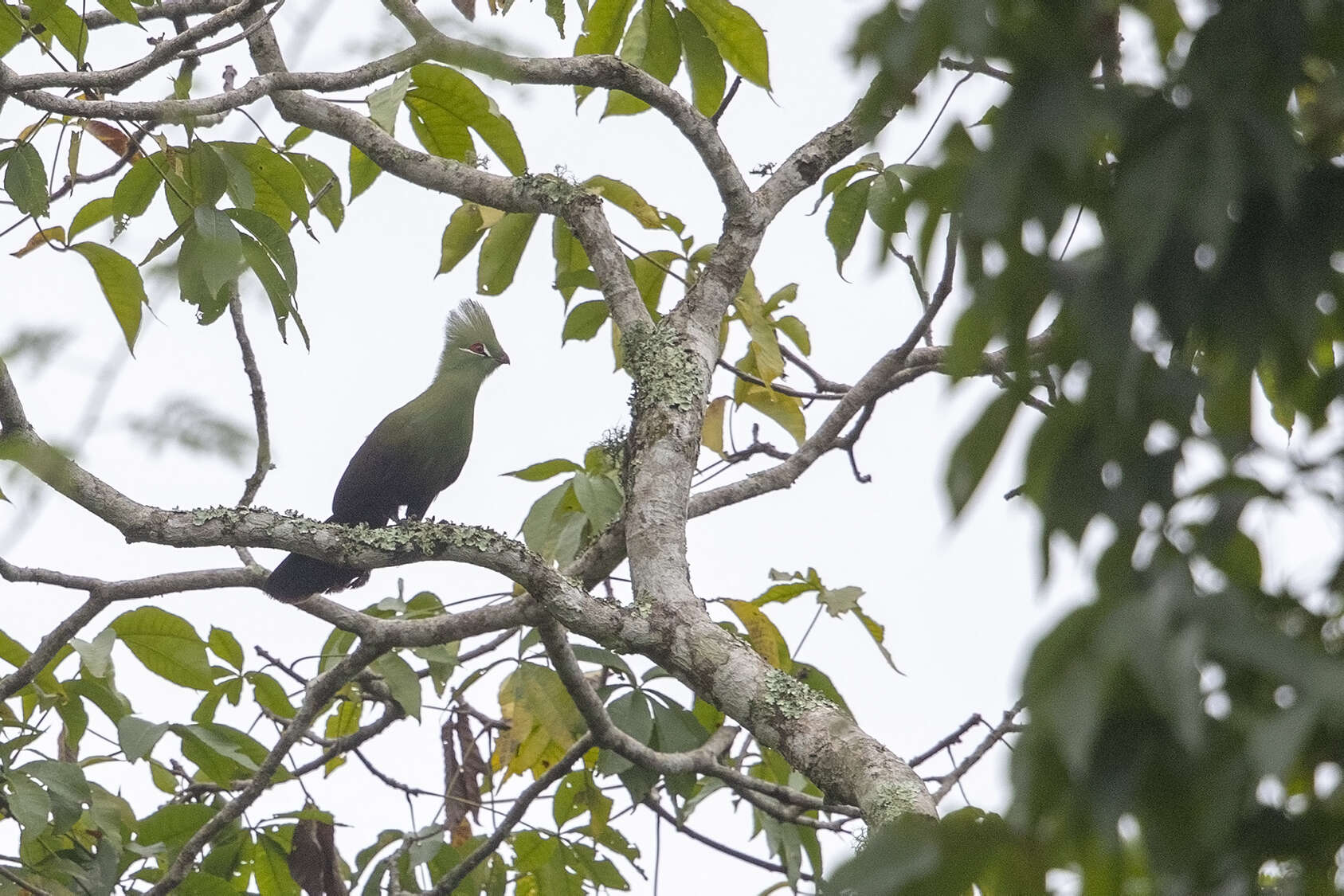 Image of Green Turaco