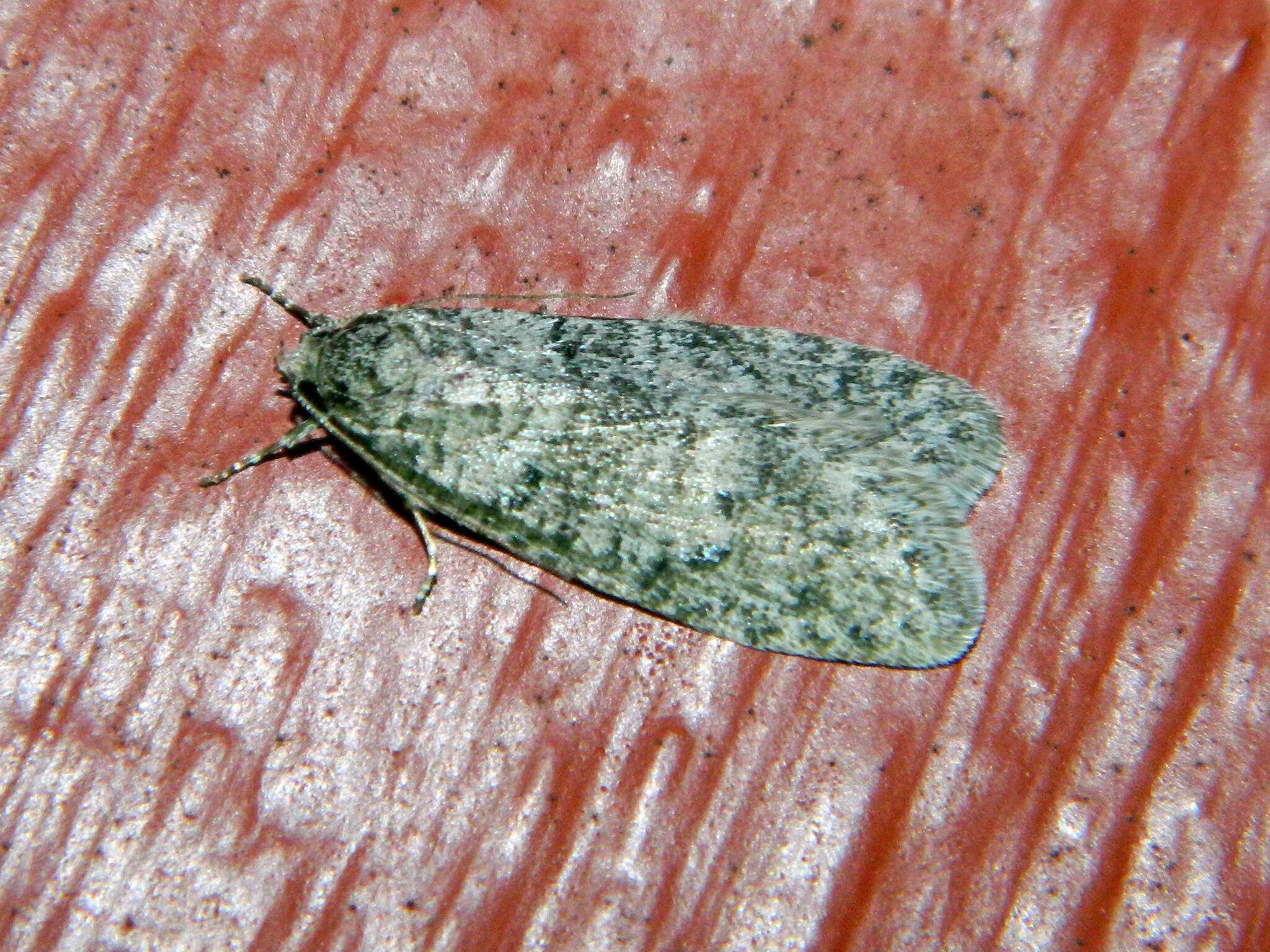 Image of Dull Flatbody Moth