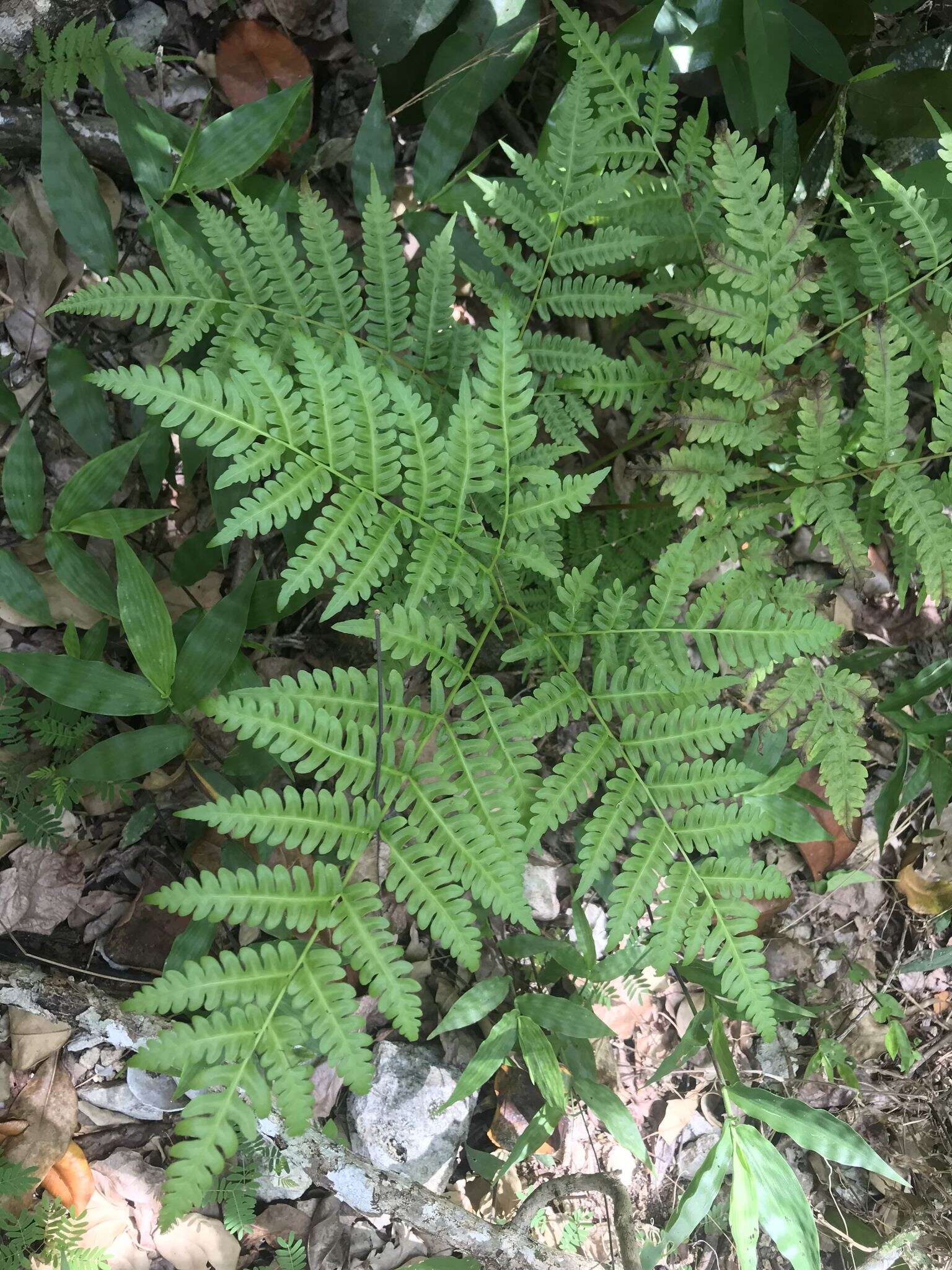 Imagem de Pteris tripartita Sw.