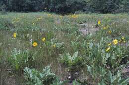 Image of prairie rosinweed