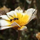 Image of Leptochilus replenus Giordani Soika 1974