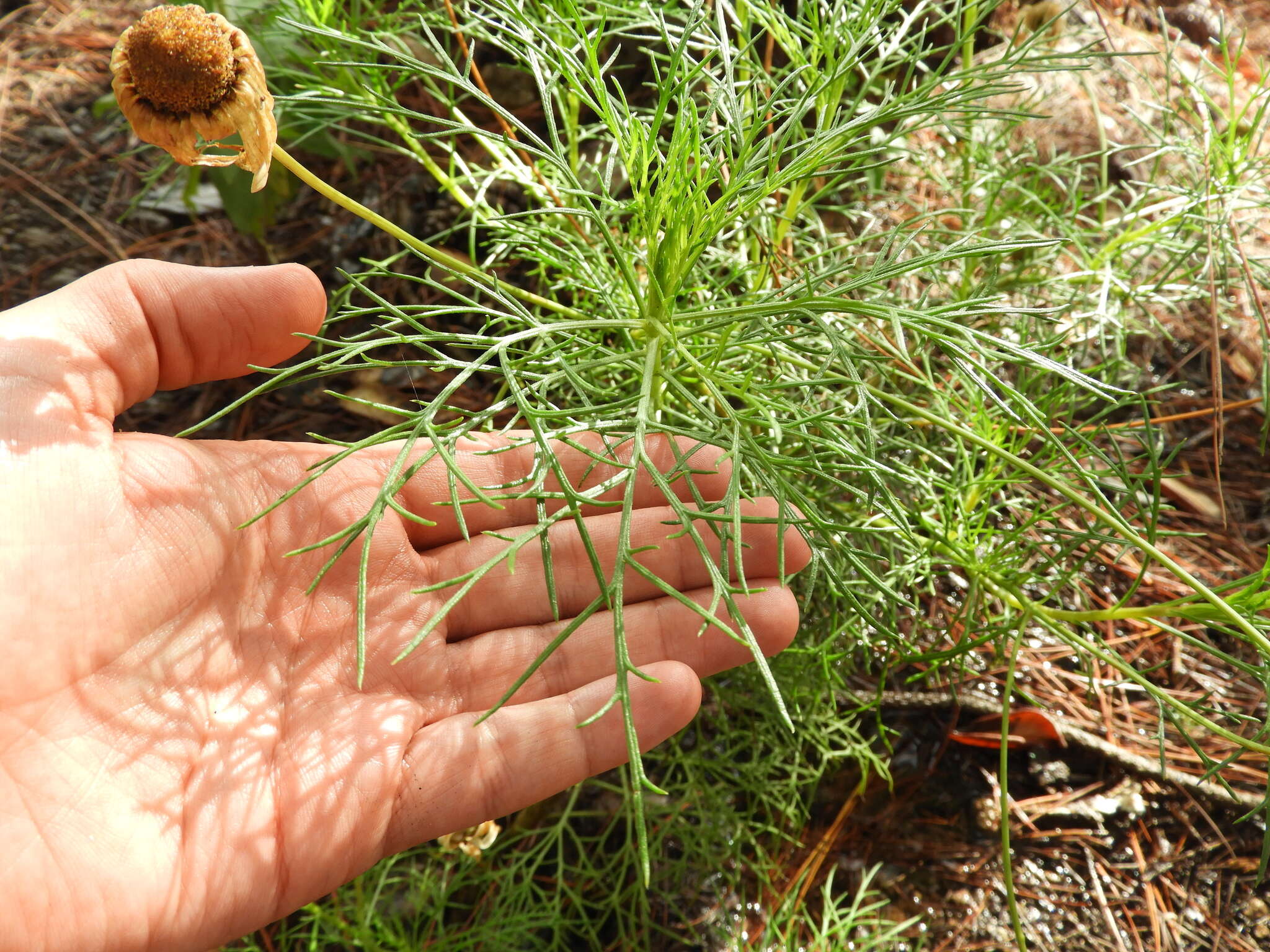 Image of Canary island marguerite