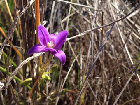 Image of San Clemente Island brodiaea