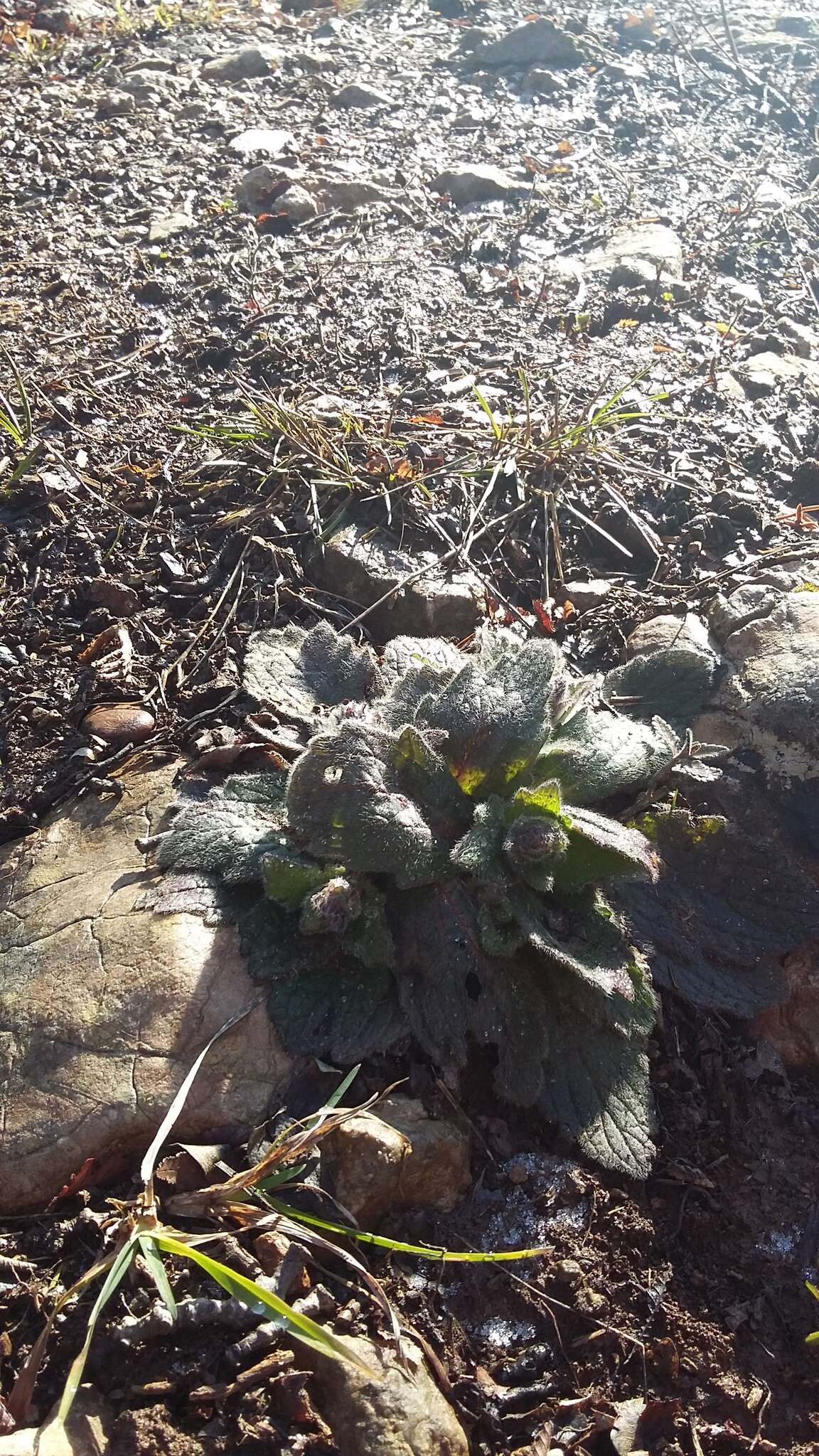 Image of Ajuga orientalis L.