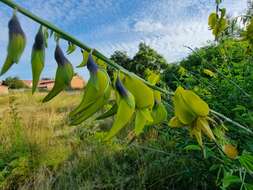 Слика од Crotalaria agatiflora subsp. imperialis (Taub.) Polhill