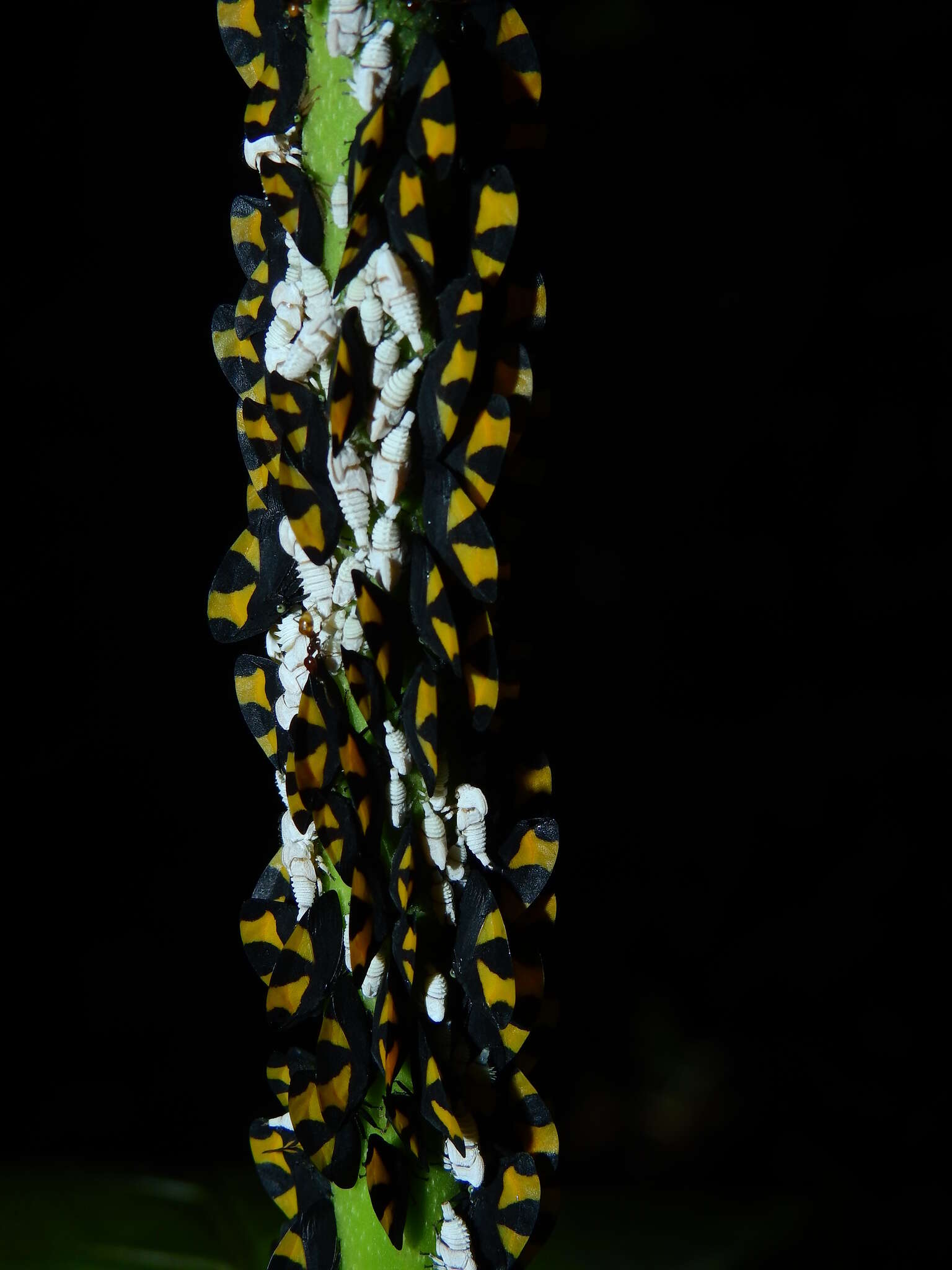 Image of Folicarina bicolor Sakakibara 1992