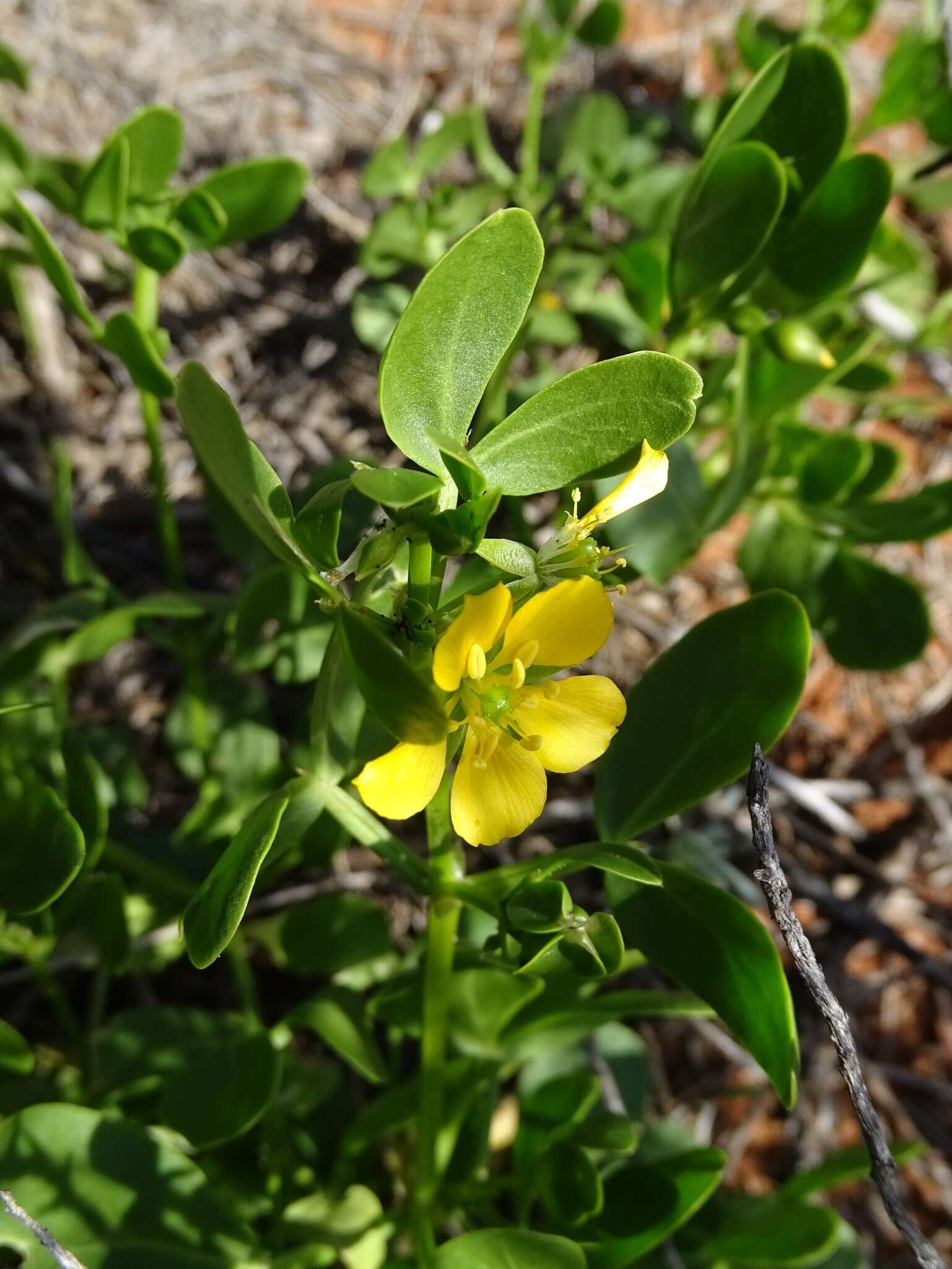 Image of Roepera apiculata (F. Müll.) Beier & Thulin